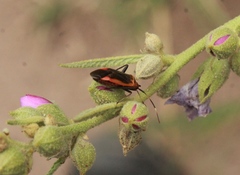 Adelphocoris