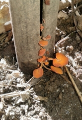 Favolaschia claudopus