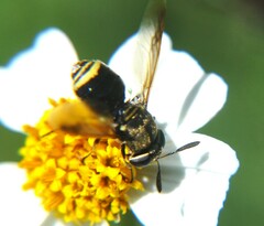 Hoplitimyia mutabilis