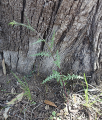 Senecio runcinifolius