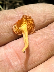 Favolaschia claudopus