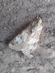 Melipotis famelica