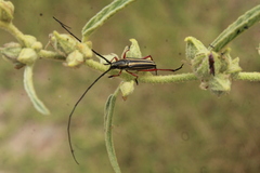 Sphaenothecus bilineatus