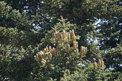 Abies cephalonica