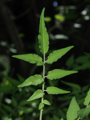 Solanum ehrenbergii