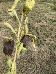 Desmanthus illinoensis