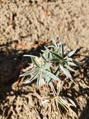 Lupinus kuschei