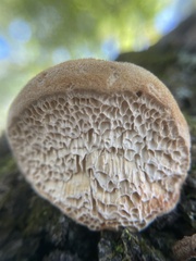 Pseudospongipellis unicolor