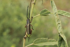 Sphaenothecus bilineatus