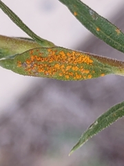 Coleosporium solidaginis