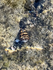 Conus ebraeus