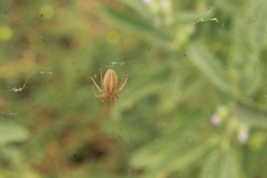 Larinia
