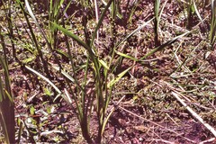 Sparganium eurycarpum