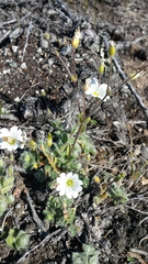 Cerastium alpinum