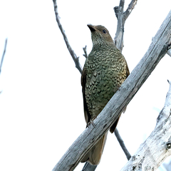 Ptilonorhynchus violaceus