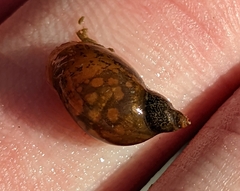 Lymnaeoidea