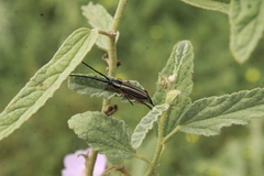 Sphaenothecus bilineatus