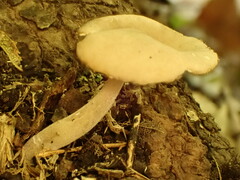 Helvella compressa