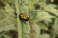 Calligrapha serpentina