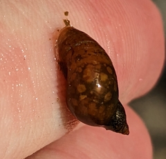 Lymnaeoidea