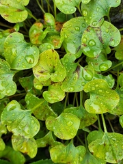 Oxyria digyna