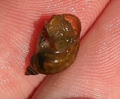 Lymnaeoidea