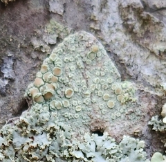 Lecanora strobilina