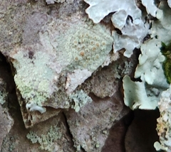 Lecanora strobilina