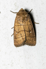 Athetis lineosa