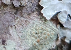 Lecanora strobilina