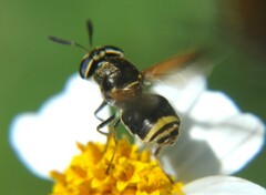 Hoplitimyia mutabilis