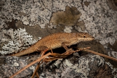 Anolis nebulosus