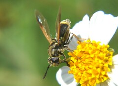 Hoplitimyia mutabilis