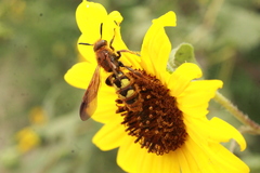 Xanthocampsomeris limosa