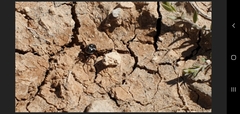 Steatoda ancorata