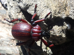 Brachycerus obesus