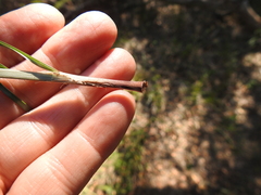 Cyperus pseudothyrsiflorus