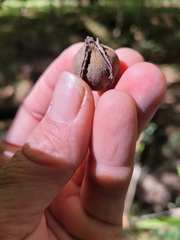 Carya myristiciformis