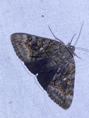 Catocala epione
