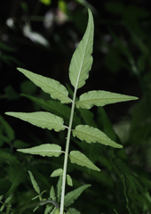 Solanum ehrenbergii