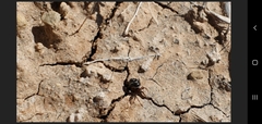 Steatoda ancorata