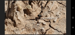 Steatoda ancorata