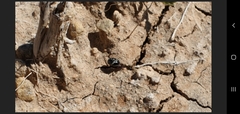 Steatoda ancorata