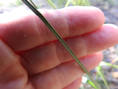 Cyperus pseudothyrsiflorus