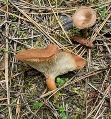 Infundibulicybe squamulosa