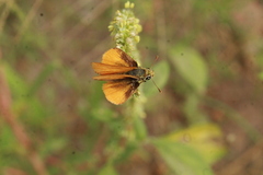 Copaeodes aurantiaca