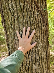 Carya myristiciformis