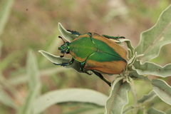 Cotinis mutabilis malina