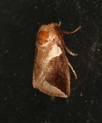 Prolimacodes badia