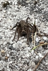 Mituliodon tarantulinus